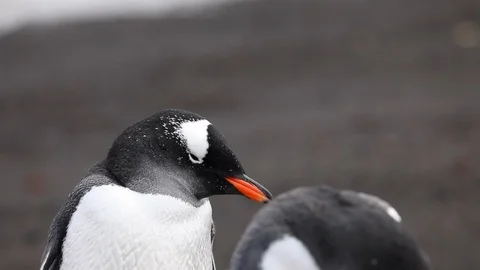 Two Gentoo penguins, focus shift. Stock Footage 104988894