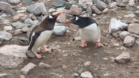 Two Gentoo Penguins Interacting on Rocky Beach in Antarctica 動画素材 337125733