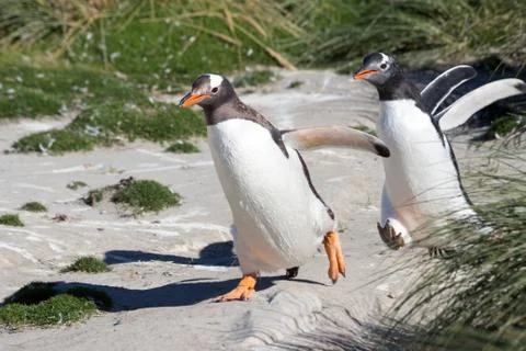 Two Gentoo Penguins Foto stock