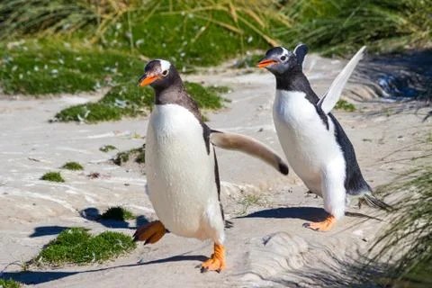 Two Gentoo Penguins Stock Photos