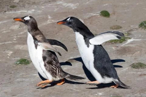 Two Gentoo Penguins 스톡 사진