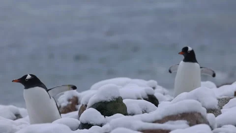 Two gentoo penguins stand among snow-covered coastal rocks beside Antarctic Stockbeeldmateriaal 335376604