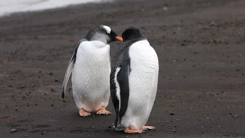 Two gentoos on the beach Stock Footage 104988948