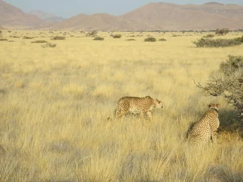 Two gepards Stock Photos