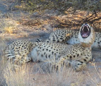 Two gepards Stock Photos