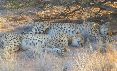 Two gepards Stock Photos