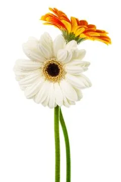 Two gerber Stock Photos