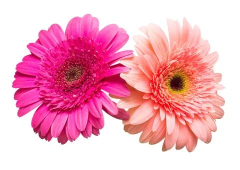 Two gerbera flowers isolated on white background. Summer. Spring. Flat lay,.. Stock Photos