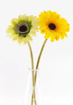 Two gerbera Stock Photos