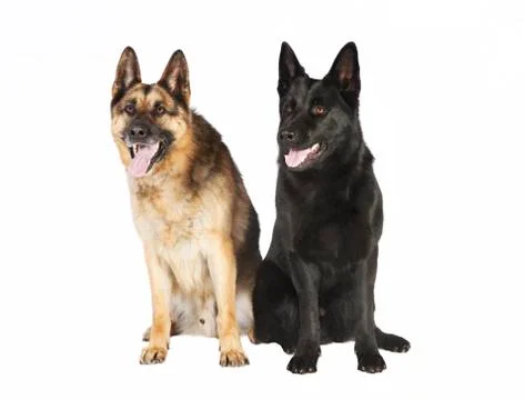 Two German sheepdog Stock-Fotos