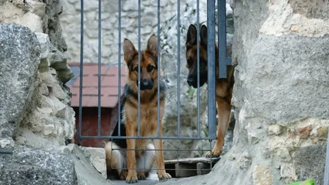 Two german shepherd dog behind iron gate Stock Footage 249878422