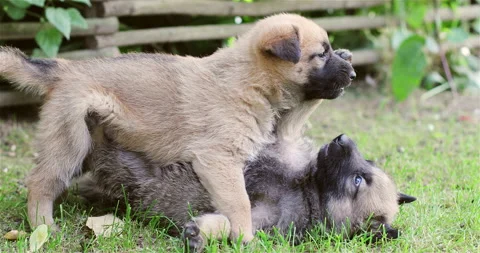 Two German Shepherd puppies playing outdoors. Stock Footage 143564009