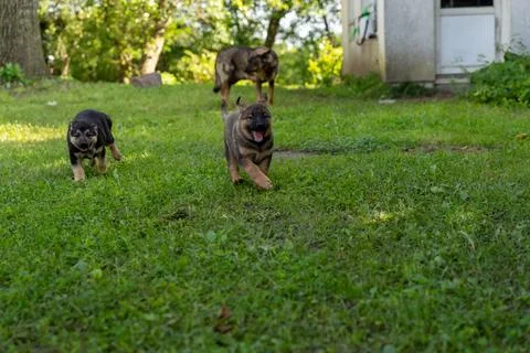 Two German Shepherd type a dog puppies running away from their mother Foto stock