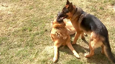 Two German Shepherds, fully devoting themselves to play Vidéo 247273892