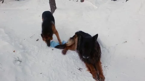 Two German Shepherds Playing in the Snow 스톡 동영상 332449814