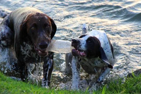Two german short haired pointers playing Stock Photos