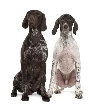 Two German Shorthaired Pointers, 3 years old, sitting in front of white backgrou Stock Photos