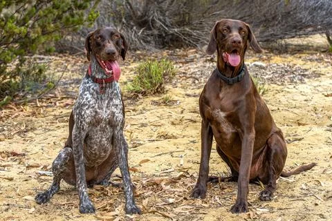 Two German Shorthaired Pointers sitting outdoors, Australia Stock Photos