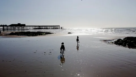 Two German Wirehaired Pointer dogs play on beach in Hastings 2 4K Stock Footage 118085422