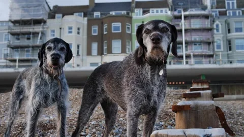 Two German Wirehaired Pointer dogs turn looking at camera slow motion 4K Stock Footage 285427614