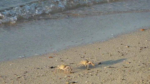 Two ghost crabs running on sandy beach. Slow motion 4x, 120 fps Stock-Footage 294719893