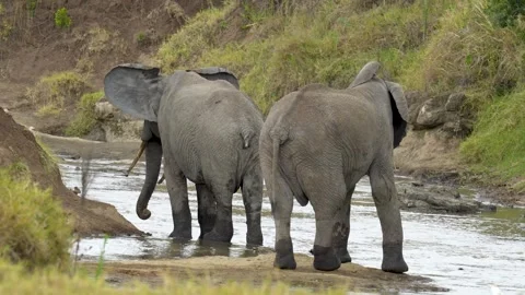 Two Giant African elephants drinking water in a shallow river in Kenya. Vídeos de archivo 331335479