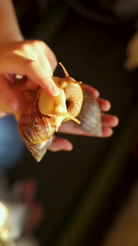 Two giant African land snails crawl on a boy's hand during warm golden hour suns Stock Footage 345126295