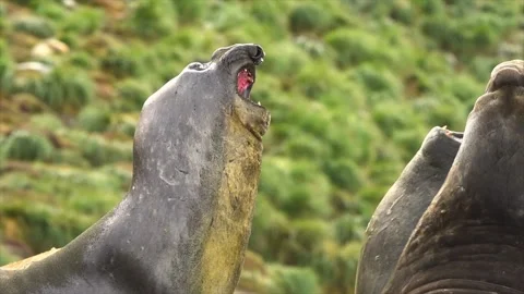 Two giant elephant seals fighting for dominance on grassy shore with aggressive Stock Footage 340861550