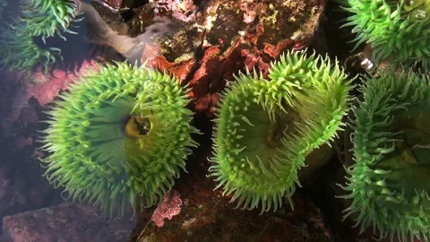 Two giant green anemone Stock Footage 135098026