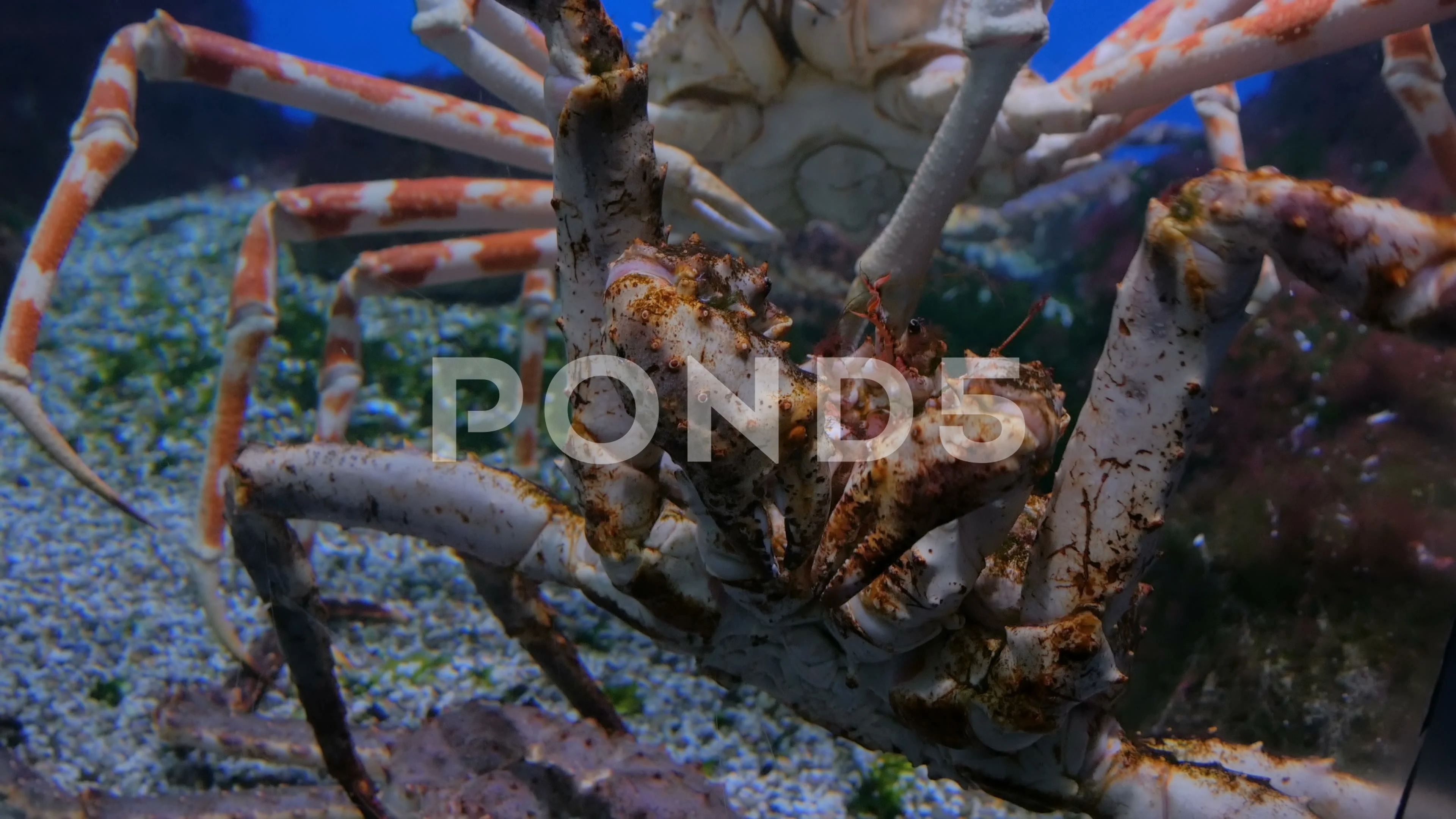 giant japanese spider crab