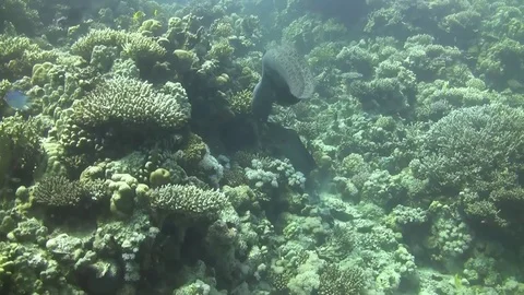 Two giant moray eels attacking each other Video stock 75675902