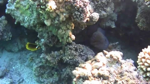 Two Giant Moray Eels Interacting Inside a Coral Cave in the Red Sea Stock Footage 339732505
