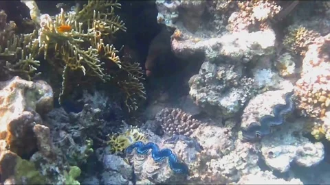 Two Giant Moray Eels Mating Inside a Coral Cave Vídeos de archivo 344395978