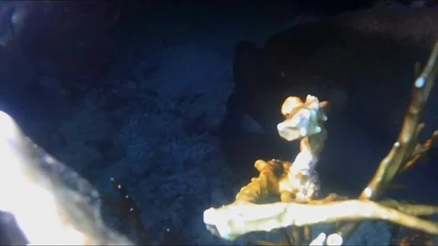 Two Giant Moray Eels Mating Inside a Coral Cave Vídeos de archivo 344396003