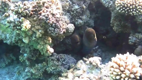  Two Giant Moray Eels Peeking Out from a Coral Cave in the Red Sea Stock Footage 339732465