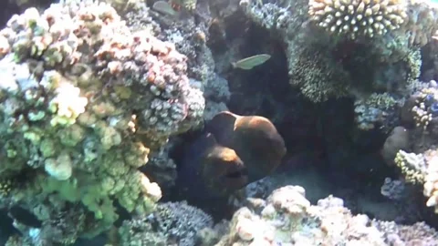 Two Giant Moray Eels Peeking Out from a Coral Cave in the Red Sea Stock Footage 339732492