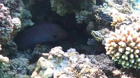  Two Giant Moray Eels Rubbing Against Each Other Inside Coral Cave in the Red Se Stock Footage 339732552