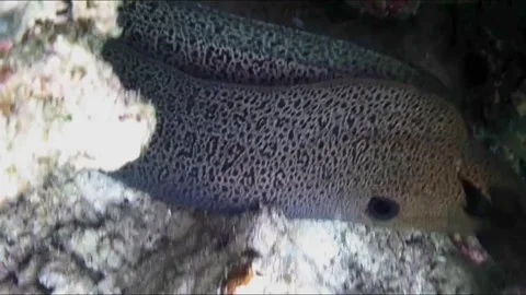 Two Giant Moray Eels Rubbing Together in a Coral Cave Vídeos de archivo 343728153