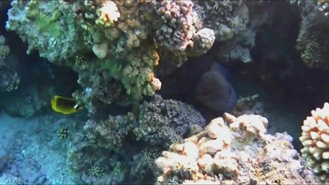 Two Giant Moray Eels Rubbing Together in a Coral Cave 스톡 동영상 343728426