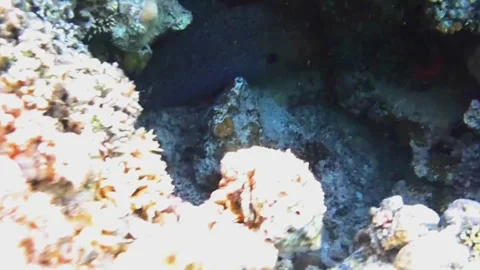 Two Giant Moray Eels Rubbing Together in a Coral Cave Vídeo Stock 343728429