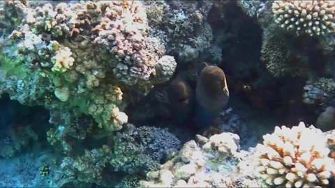 Two Giant Moray Eels Rubbing Together in a Coral Cave 動画素材 343728436