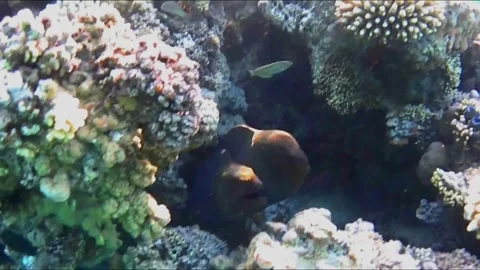 Two Giant Moray Eels Rubbing Together in a Coral Cave Vídeo Stock 343728454