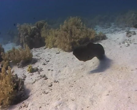 Two Giant moray eels - territorial  behaviour Stock Footage 576472
