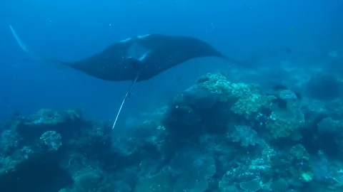 Two Giant oceanic manta ray - Manta birostris, Floats in blue water Vidéo 73237328