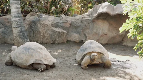 Two giant old turtles slowly crawling on the sandy floor in the zoo Stock Footage 120407302