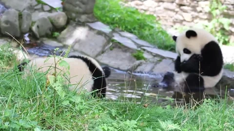 Two Giant Panda Cubs Playing and Cooling Off in a Tiny Pond Stock Footage 341809336