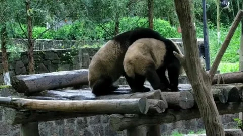 Two Giant Pandas Playfully Interacting on a Wooden Structure in Sichuan, China 库存影片 337801230
