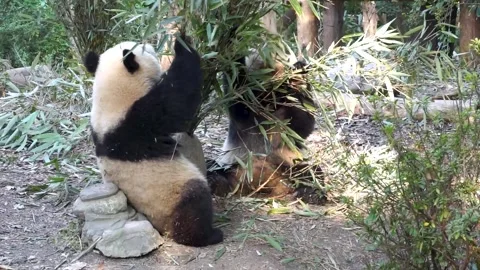 Two giant pandas pulling bamboo branches and eating fresh leaves together Stock Footage 323191898
