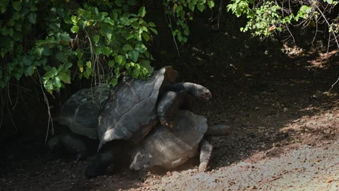 Two Giant Tortoises Mating Under Shade in Tanzania Wildlife Habitat Stock Footage 342339314
