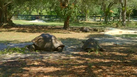 Two giant tortoises rest on dirt ground with dry leaves. Stock Footage 341701104